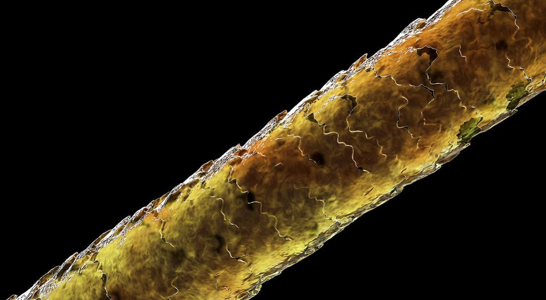 Der Zyklus des Haarwachstums - Die 3 Phasen erklärt