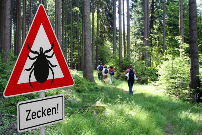 La perte de cheveux due à la maladie de Lyme : un phénomène bien connu ?