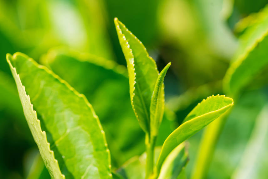 can i use green tea for hair