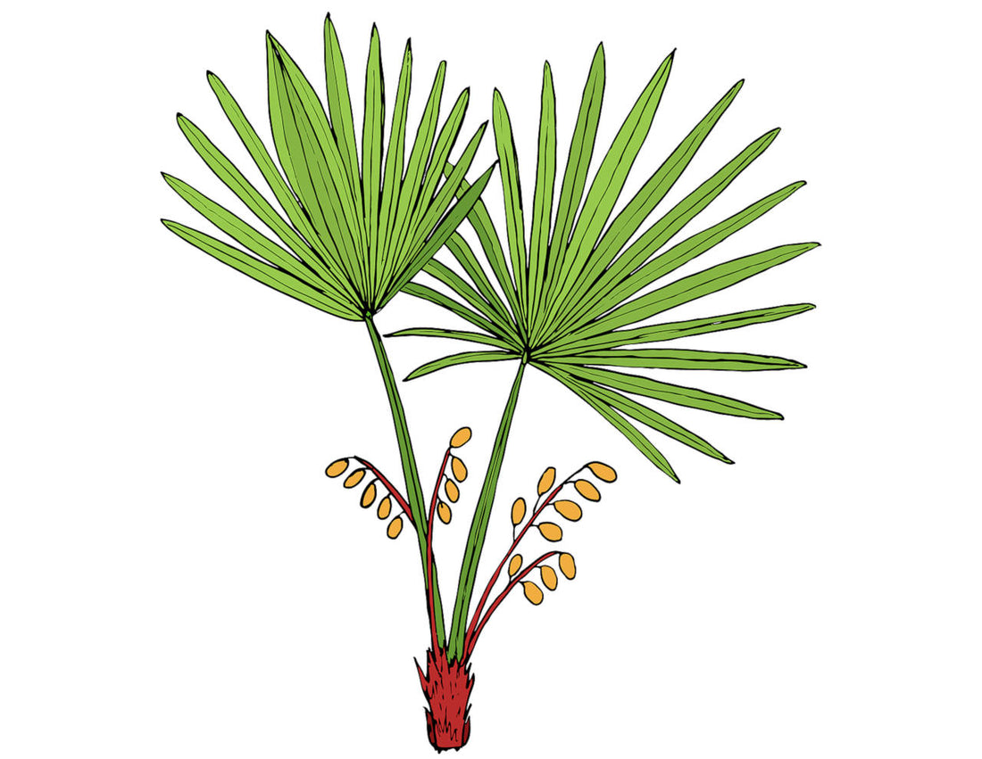 does the saw palmetto plant really helps hair growth